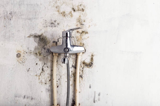 Best Emergency Mold Remediation in Stamps, AR