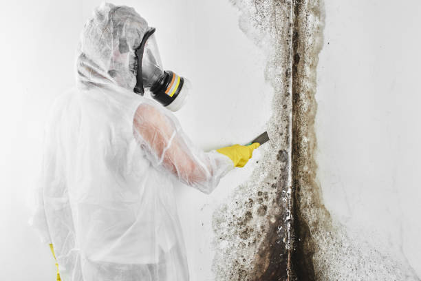 Best Attic Mold Remediation in Stamps, AR