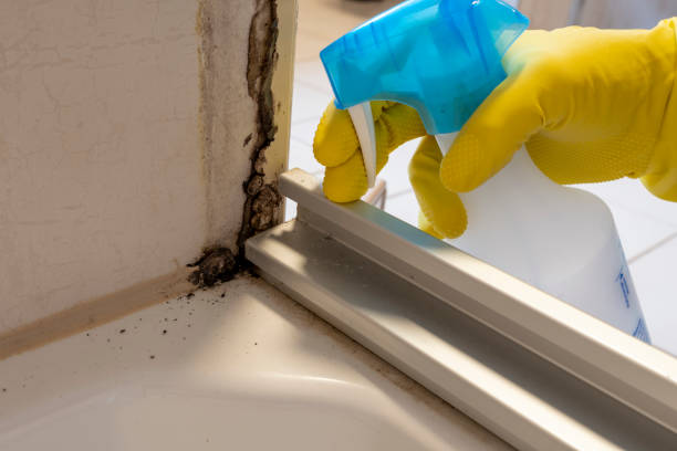 Best Residential Mold Remediation in Stamps, AR