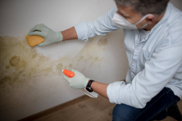 Best Commercial Mold Remediation in Stamps, AR