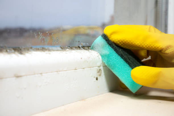 Best Kitchen Mold Remediation in Stamps, AR